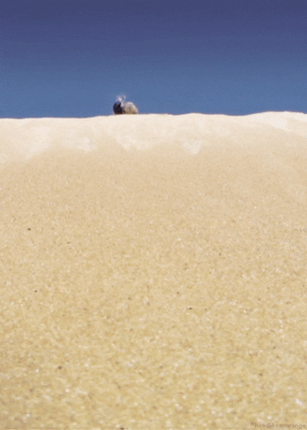 Dung Beetle Insect GIF