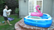 dog pool GIF