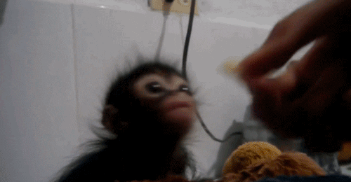 baby monkey GIF