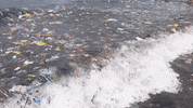 Earth Day GIF by 4ocean