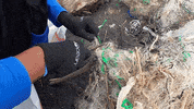 Earth Day GIF by 4ocean