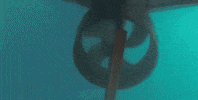 Ocean Fish GIF