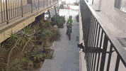 bud GIF