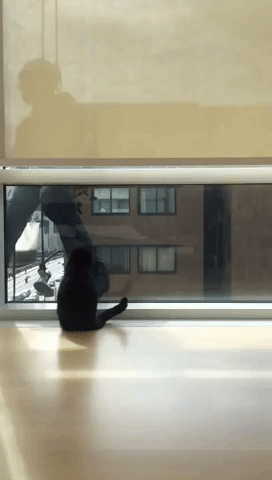 Housecat Reunited With His Window-Cleaning Buddies