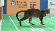 the kitten bowl football GIF by Hallmark Channel