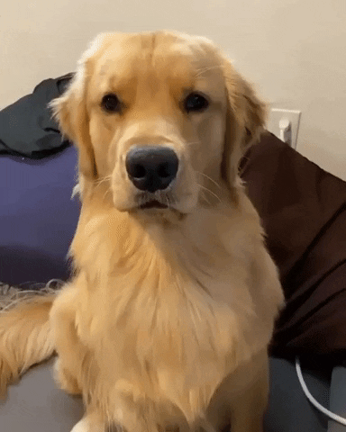 cuteanimalland giphyupload GIF