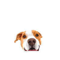 Bobapp Sticker by Pickle's Pawtraits