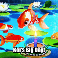 Koi Fish Birthday GIF by TheConfishius