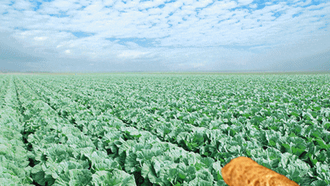 Egg Roll GIF by Pagoda Snacks