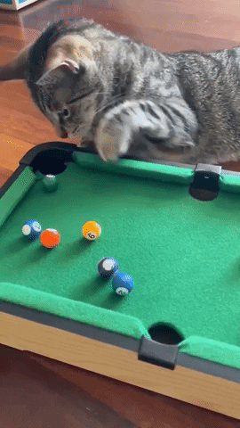 Playing International Cat Day GIF by Storyful