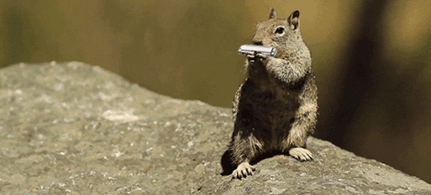 squirrel harmonica GIF by Cheezburger