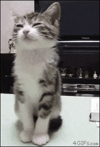 proud cat GIF