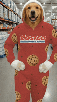 Cats Feels GIF by Darwin