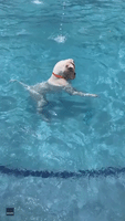 Bulldog Tries in Vain to Retrieve Toy From Pool Floor
