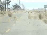 No One Tumbleweed GIF