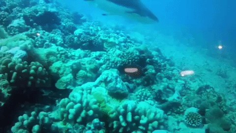 shark clownfish GIF