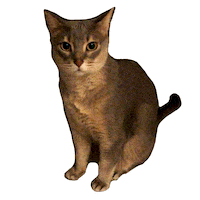 Cat Kitten Sticker