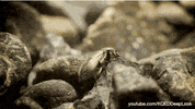 GIF by KQEDScience