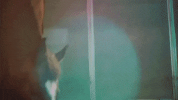 horse hors avey tare farmwave GIF