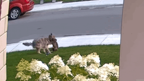 cuteanimalland giphyupload GIF