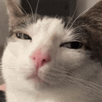 Cat GIF
