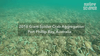 Hoards of Giant Spider Crabs Crawl in Stunning Migration