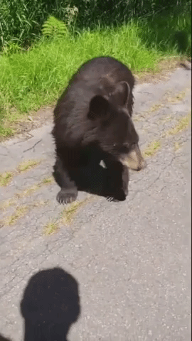Men Have Close Encounter With Bear 