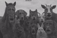 Shocked Follow GIF