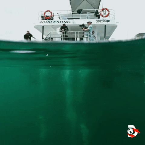 Water Swimming GIF by Shark Week