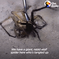 Wolf Spider GIF by The Dodo