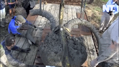 wooly mammoth news GIF by NowThis 