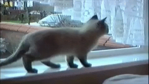 windowsill falling GIF by America's Funniest Home Videos