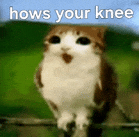 Cat Surprise GIF