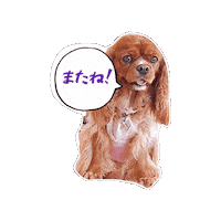 Cavalierkingcharlesspaniel Sticker