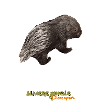 Jump Porcupine Sticker by Almere Jungle