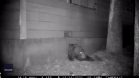 Trail Cam Films Large Bear Squeezing Through Building's Crawl Space