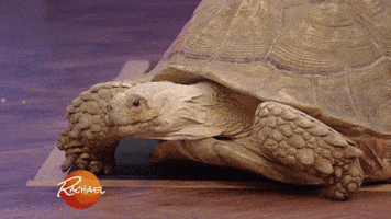 amazon pet GIF by Rachael Ray Show