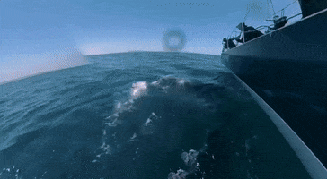 Killer Whale Attack GIF by GIPHY News