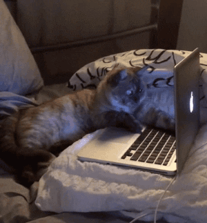 cat laptop GIF