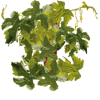 Beauty Face Sticker by Apivita