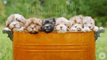 Hallmark Ecards GIF by Hallmark Gold Crown