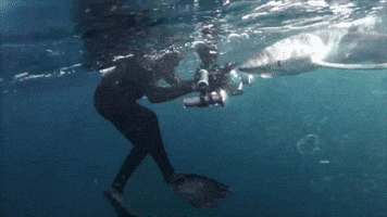 Blue Sharks Are A Pack Animal