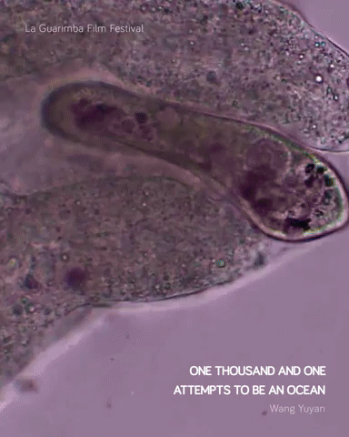 ONE THOUSAND AND ONE ATTEMPTS TO BE AN OCEAN