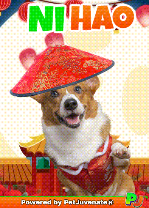 PetJuvenate petjuvenate henlo hooman fren love rescue dogs treatos and woofer for pupper GIF