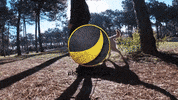 GIF by abana a cauda