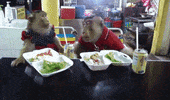 monkey animals being jerks GIF