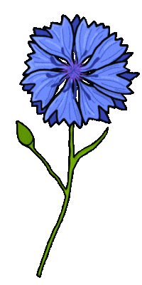 Realtalkw_celi summer flower sommer summervibes Sticker