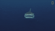 National Geographic Shark GIF by Nat Geo Wild
