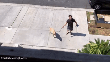 Talented Dog Catches Treats Thrown From Second-Story Patio