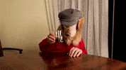 Golden Retriever Drinking GIF